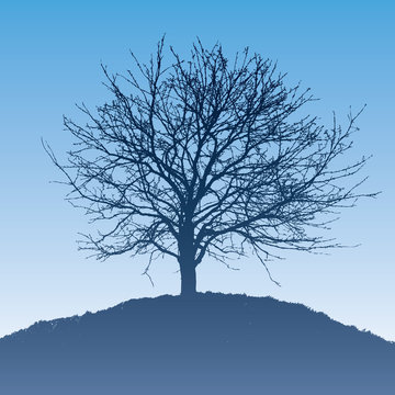 silhouette of the tree