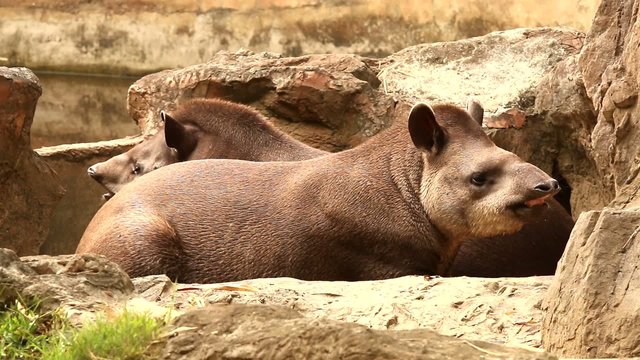 asian tapir chiangmai nightsafari chiangmai Thailand