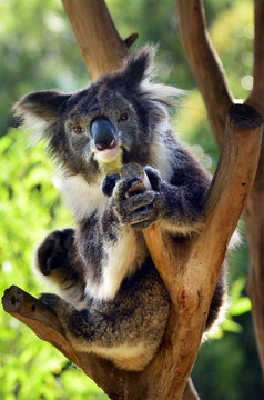 Koala sit on an eucalyptus tree
