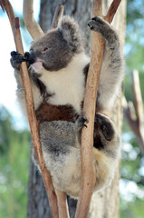 Koala climb on an eucalyptus tree
