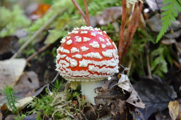 Amanite tue-mouches (Amanita muscaria)