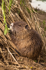 Nutria