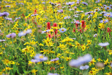 Blumenwiese