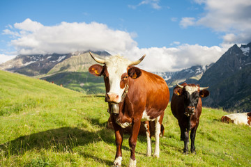 K&uuml;he Almwiese Berge