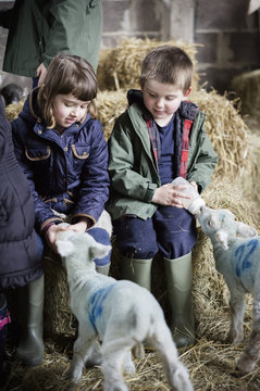 Children and newborn lambs in a lambing shed.