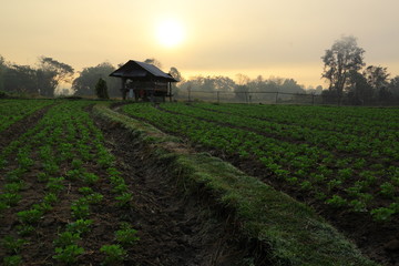 Groundnut farm on morning in Thailand