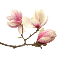 magnolia