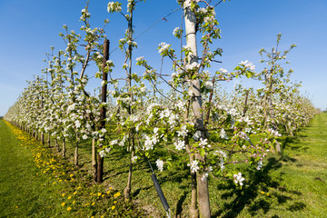 Fototapeta na wymiar The blossoming apple-tree