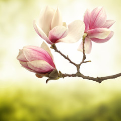 magnolia © magdal3na