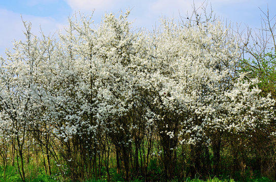 Blooming blackthorn bush with white flowers in spring