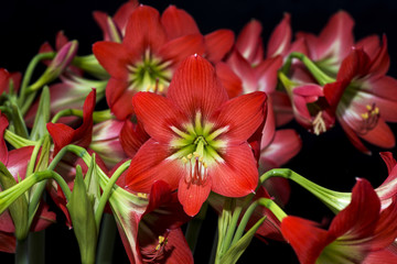 Hippeastrum isolated on black background.