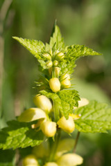 Deadnettle blooming closeup outdoors. vertical