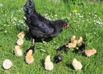 bruthenne mit kücken in der wiese