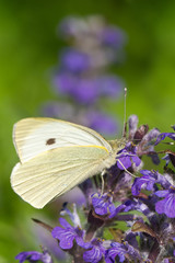 Cabbage butterfly closeup on a blue flower. vertical macro