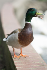 Mallard Duck