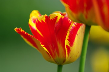 Gelb rote Tulpen 3