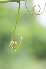 green hand of ivy gourd