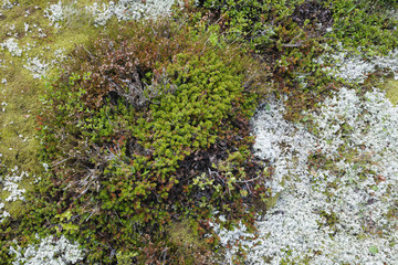 Detail of tundra vegetation.