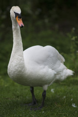 Naklejka premium Swan