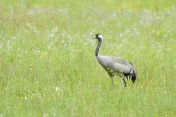 Fototapeta premium Common crane walking and foraging in grass.