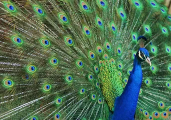 Peel and stick wall murals Peacock Peacock Tailfeathers