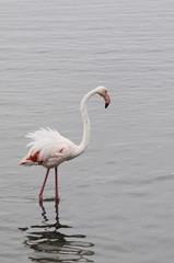 Flamingo- Phoenicopterus roseus