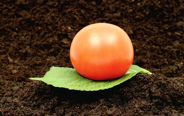 tomate3
