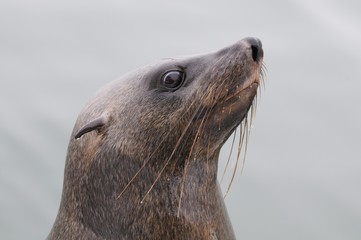 Naklejka premium Ohrenrobbe (Otariidae)
