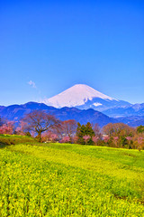 菜の花畑と富士山