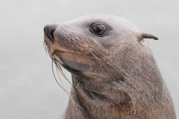 Ohrenrobbe (Otariidae)