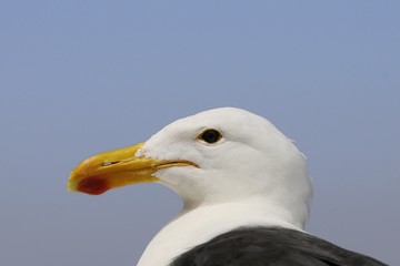 Dominikaner Möwe- Larus dominicanus