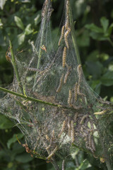 Eine Raupen Brutstätte