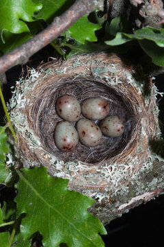 Bird nest with eggs on a tree