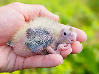 A cockatiel baby at a hand