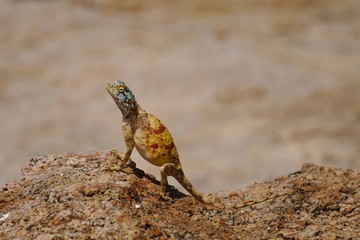 Agame- agama aculeata