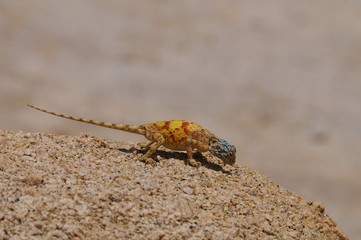 Agame- agama aculeata