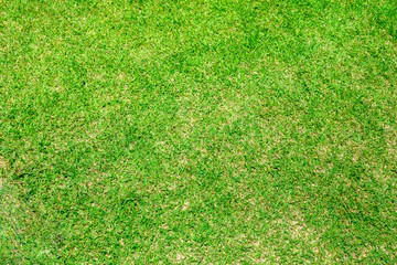 Green grass texture background