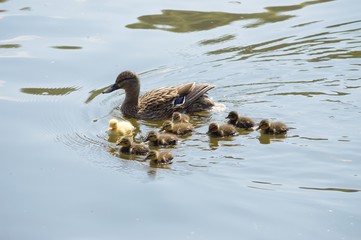 One duckling is different 02