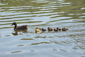 One duckling is different 04