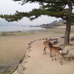 Deer at Miyajima island, Hiroshima, Japan