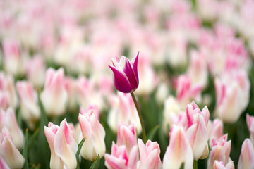 Obraz na płótnie Canvas garden tulip