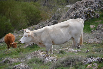 Vacas comiendo hierba en la montaña