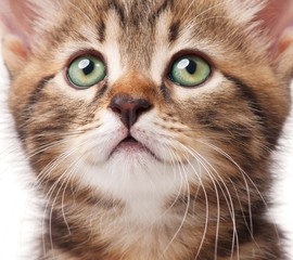 Lovely kitten
