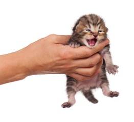 Little kitten