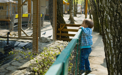 Маленький мальчик смотрит на животное  в зоопарке