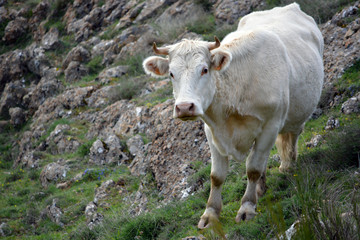 Vaca de color blanco entre rocas en la montaña