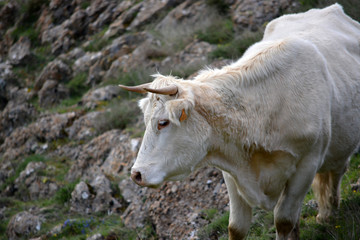 Vaca con pelo blanco