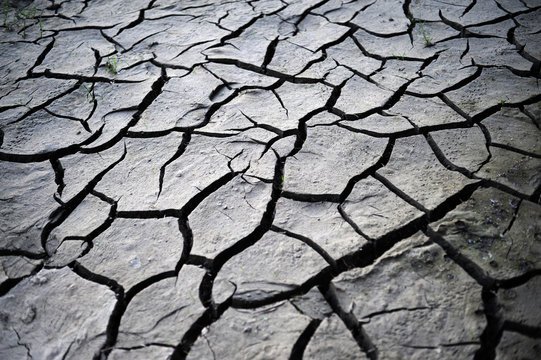 Desiccation cracks