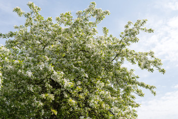 Cherry blossoms