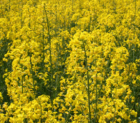 Rapsblüten